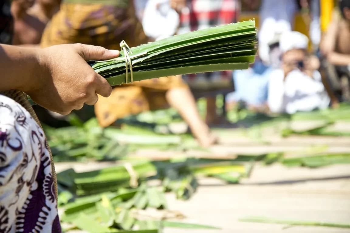 Thorny pandan leaves used in perang pandan