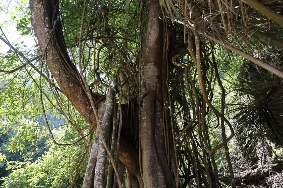 Trunyan sacred tree