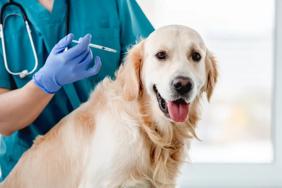 Dog vaccinated by veterinary