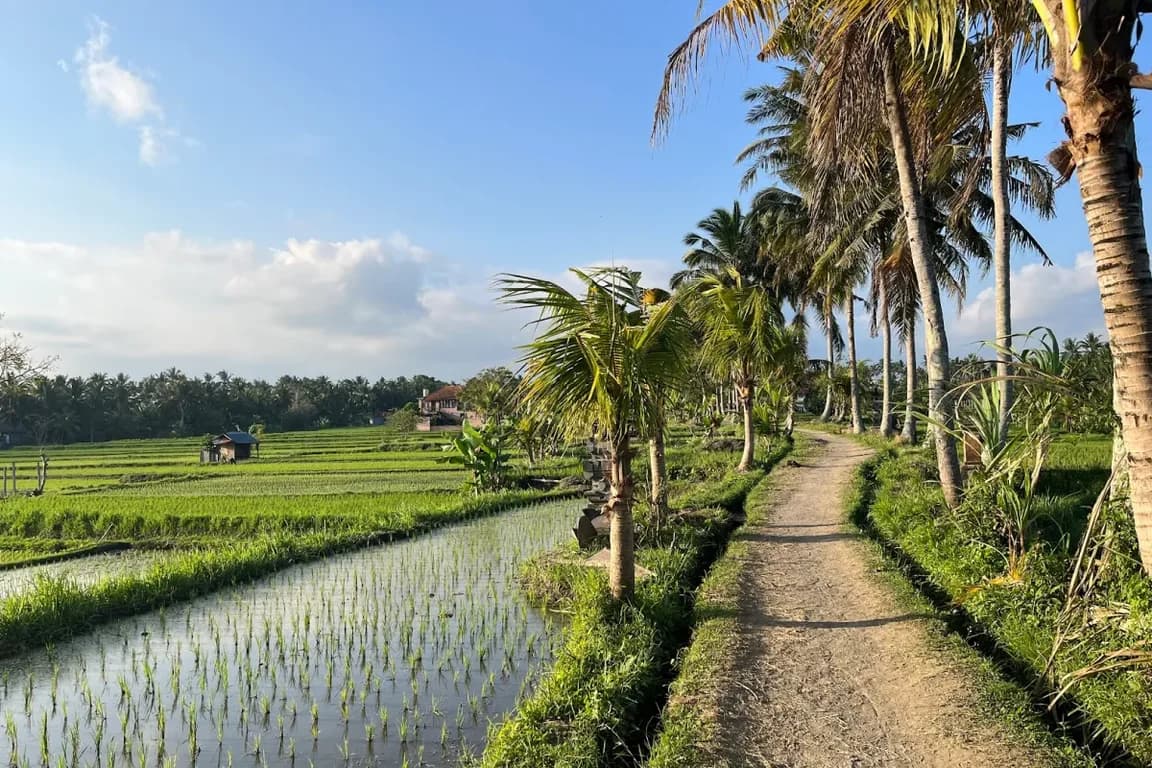 Subak Juwuk Manis Rice Fields Walk