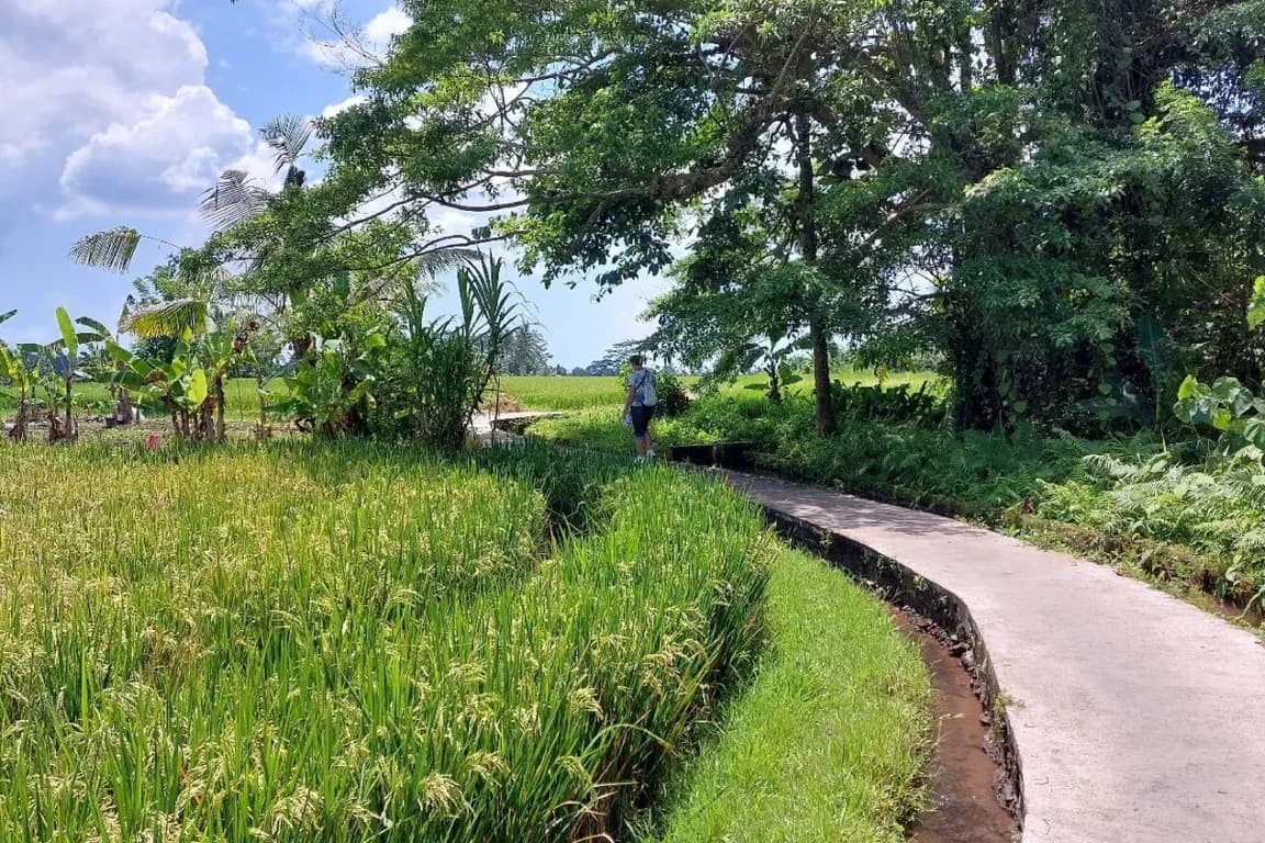 Penestanan Rice Field Circuit