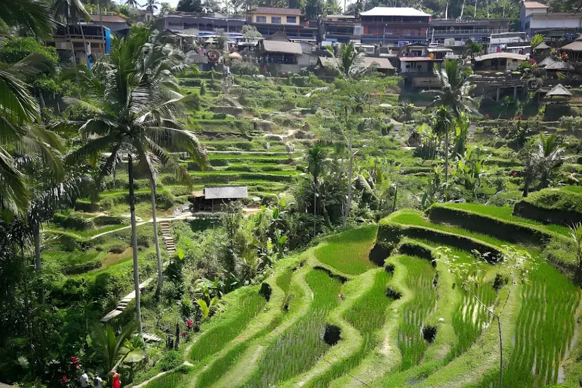Tegallalang Rice terraces walk