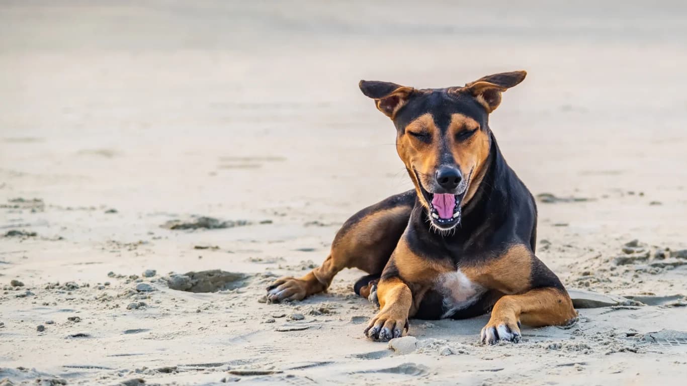 Avoiding Rabies: Don't Ruin Your Balinese Trip