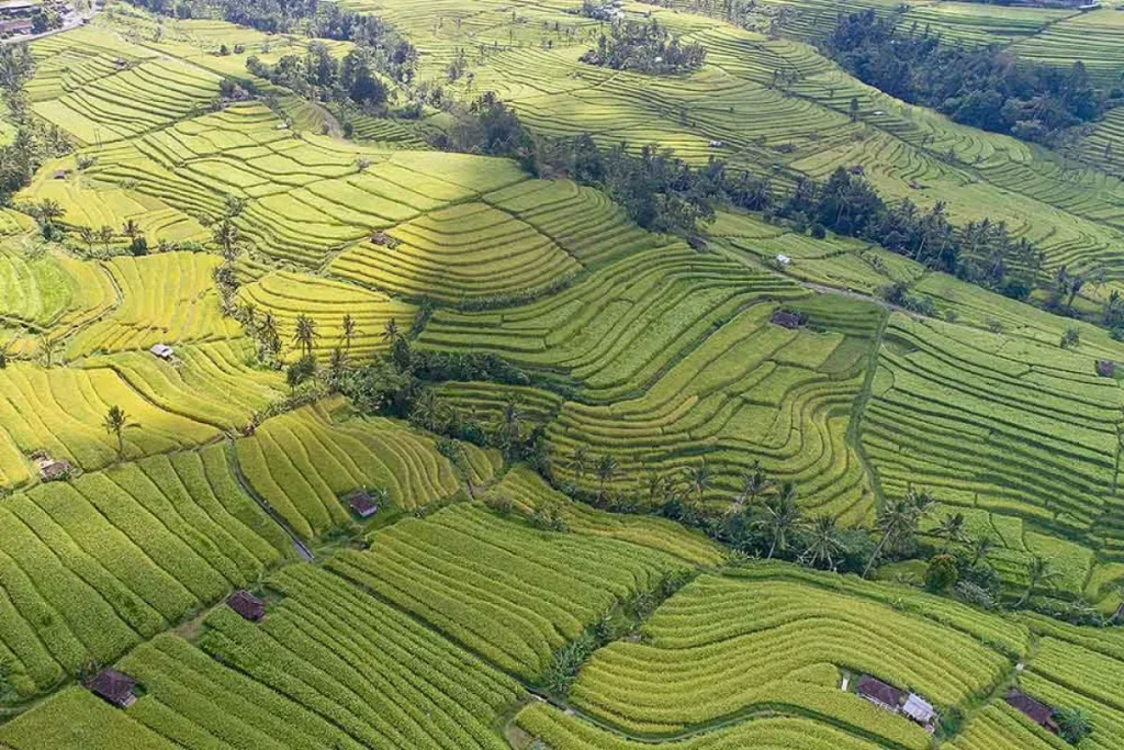 Jatiluwih rice terrace